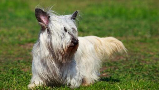 Skye deals terrier hypoallergenic